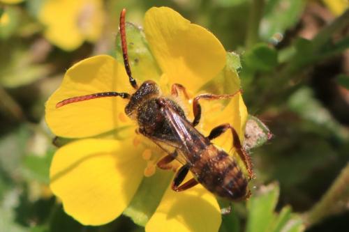 Nomada sp.